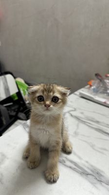 Mèo Anh lông ngắn Vàng Mèo con