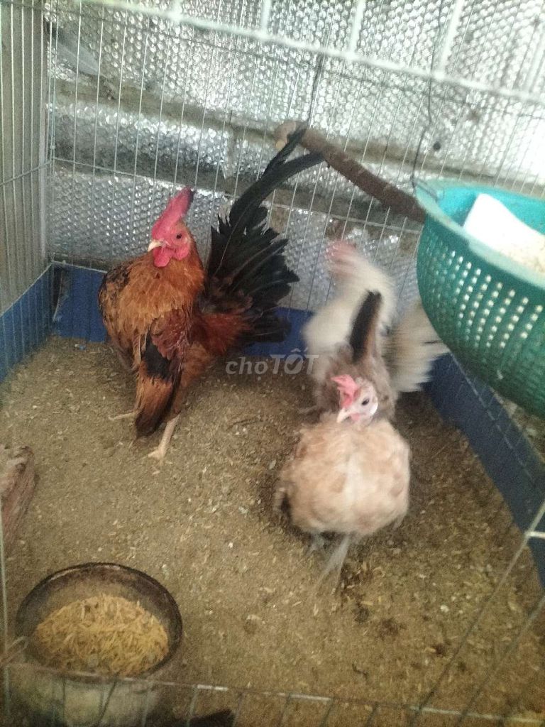 Gà Serama Thái Gà tơ Gà đẻ. Mua bán Gà tại Huyện Phú Tân An Giang được đăng bởi Hoàng Loan  hình 1