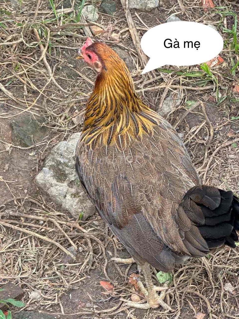 (Đã bán) Gà mái con F1, cha mẹ Hatch_Asil_Jap.... Mua bán Gà tại Huyện Hóc Môn Tp Hồ Chí Minh được đăng bởi Trại gà nhập  hình 4