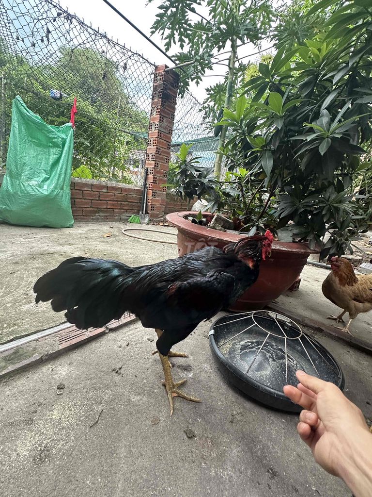 Gà Thái Mỹ tơ. Mua bán Gà tại Huyện Long Điền Bà Rịa - Vũng Tàu được đăng bởi Thuận Nguyễn hình 1