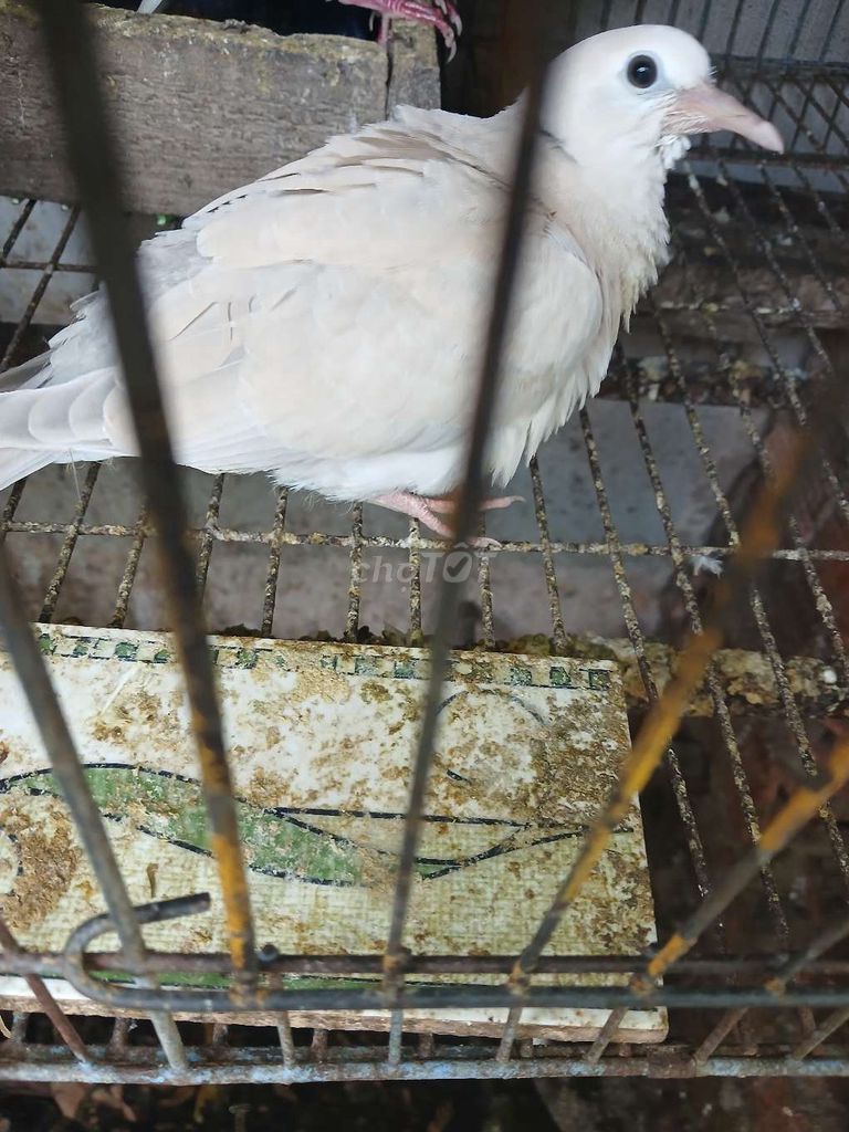 cu  pháp. Mua bán Chim tại Quận Bình Tân Tp Hồ Chí Minh được đăng bởi H LONG hình 1