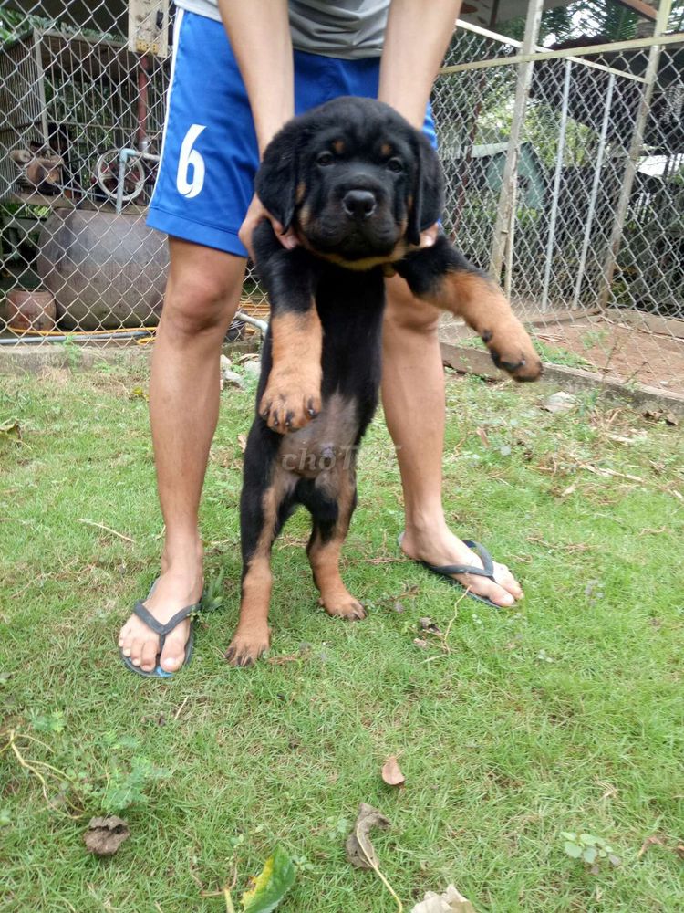 0915537113 - Rottweiler Hậu Duệ Của marcos đã test virus