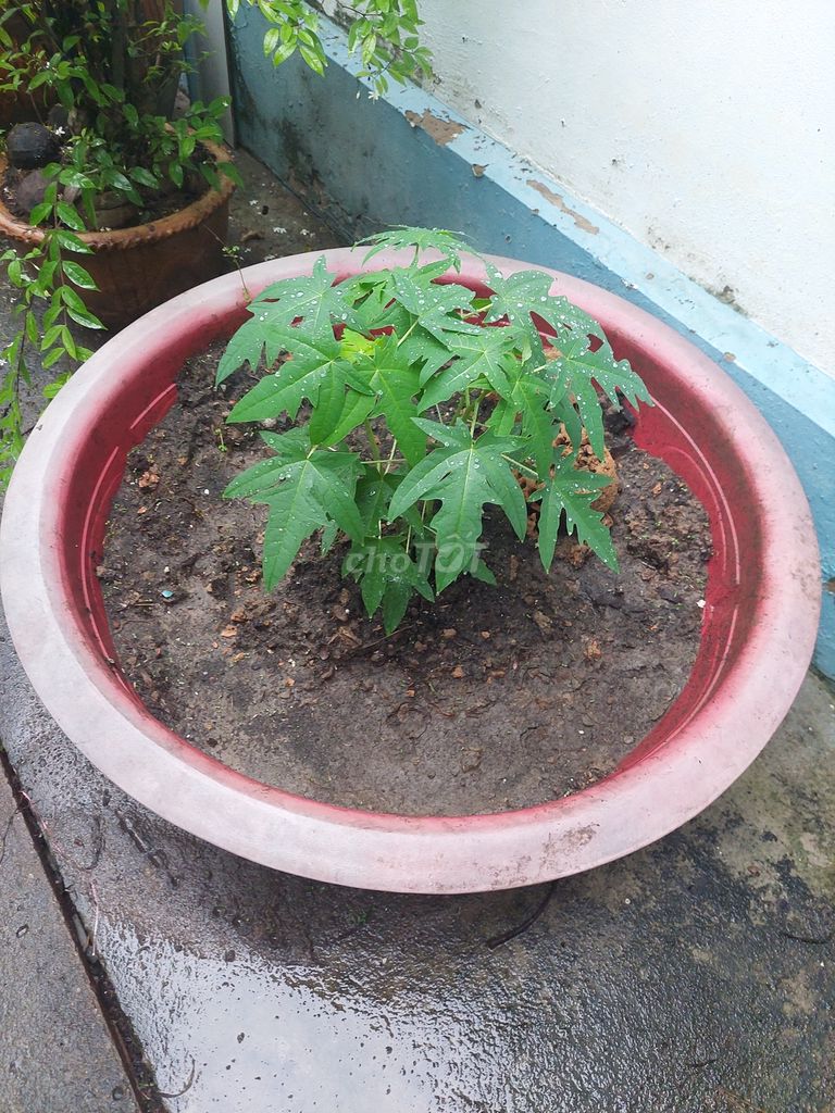 01 chậu nhựa HDPE đường kính 1 mét để trồng cây. Mua bán Cây cảnh, đồ trang trí tại Thành phố Mỹ Tho Tiền Giang được đăng bởi Anh Năm hình 1