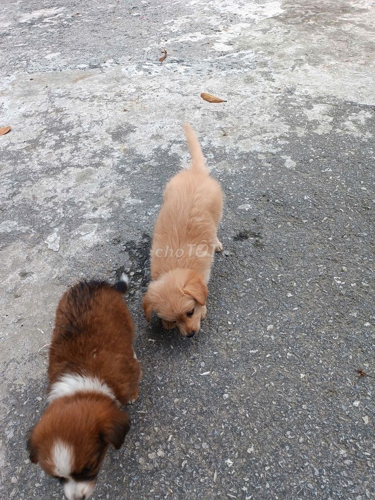 Chó Poodle lai Phốc cái con. Mua bán Chó tại Huyện Hoài Đức Hà Nội được đăng bởi Nam hình 1