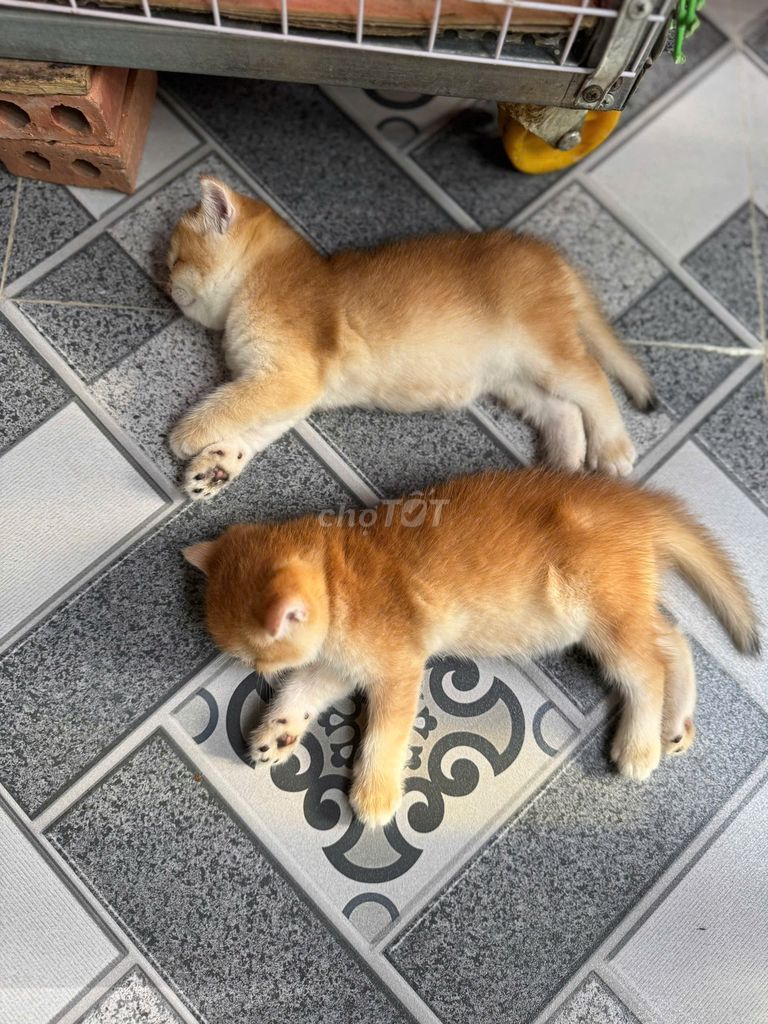 mèo Bố golden red nhập nga - mẹ munchkin thuần. Mua bán Mèo tại Huyện Hóc Môn Tp Hồ Chí Minh được đăng bởi Tùng Nguyễn hình 5