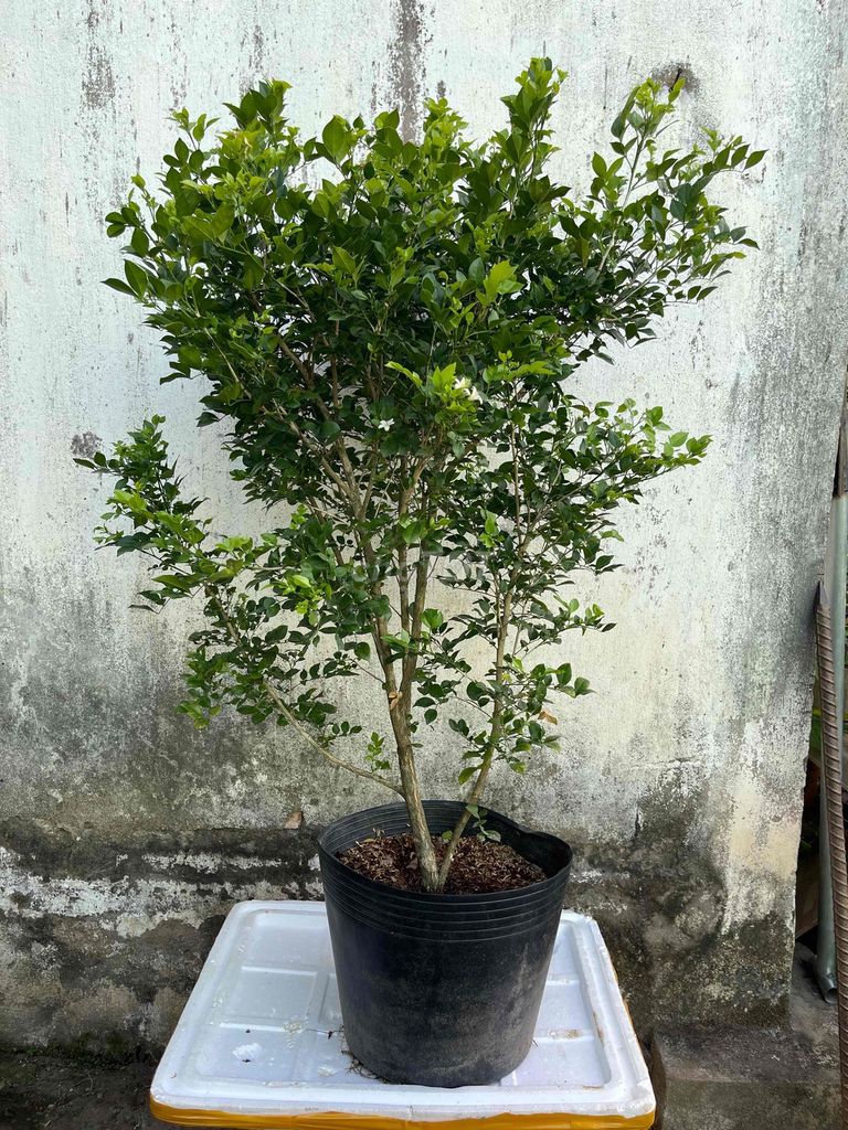 Cây Nguyệt quế lá nhỏ có bông. Mua bán Cây cảnh, đồ trang trí tại Quận Cái Răng Cần Thơ được đăng bởi Minh Phú Garden hình 1