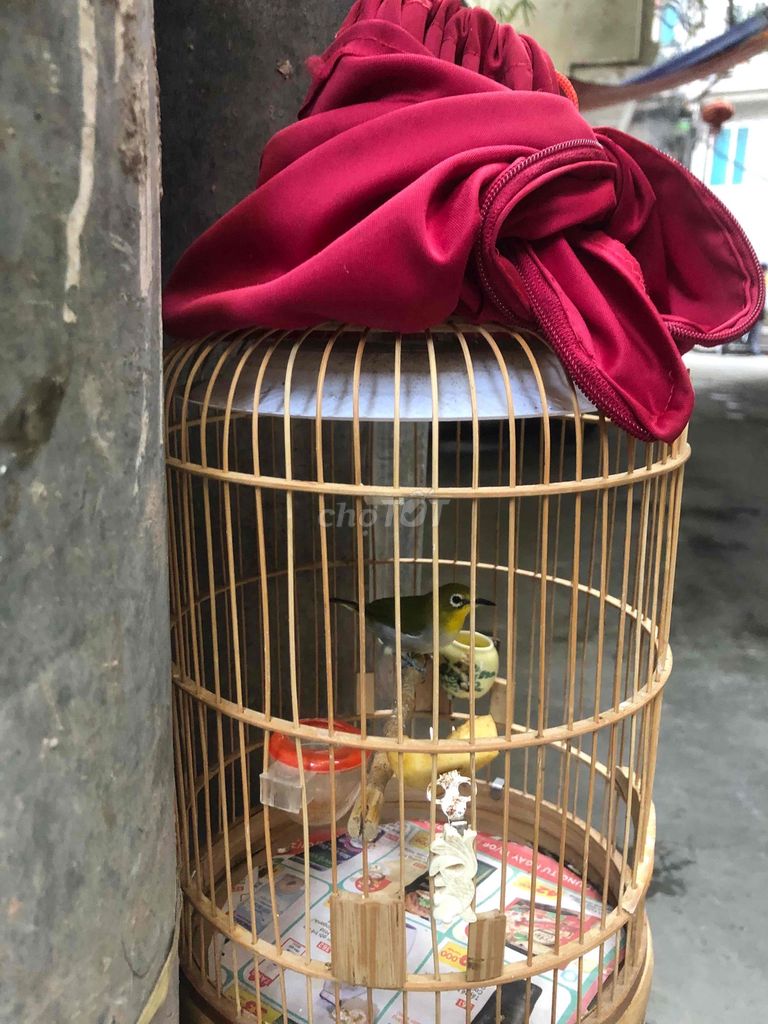 bán khuyên đã Líu nuôi được hai vụ đã thuần. Mua bán Chim tại Quận Thanh Xuân Hà Nội được đăng bởi khuê hình 1