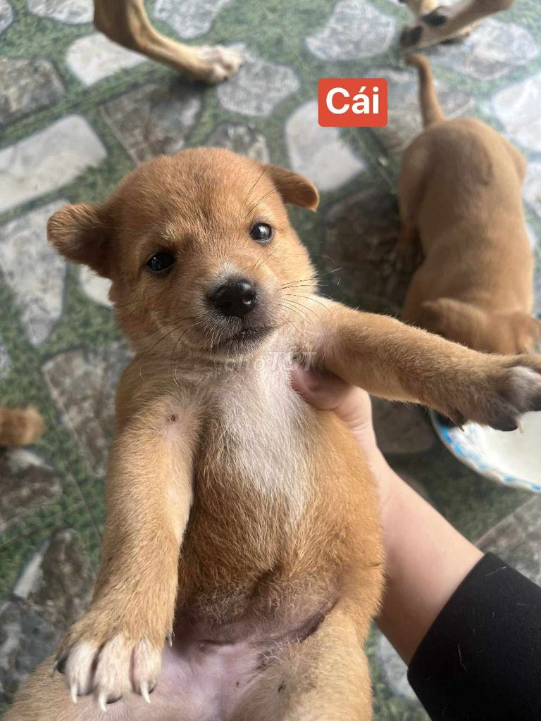 Bán chó lai ai cần ib. Mua bán Chó tại Thành phố Dĩ An Bình Dương được đăng bởi Việt hình 1
