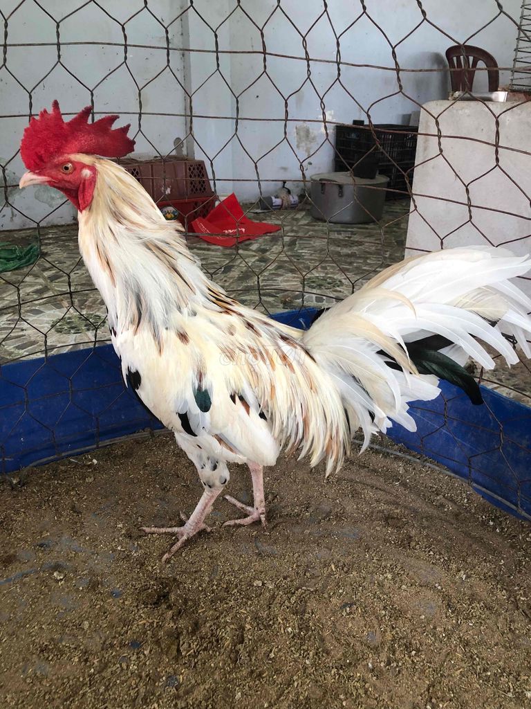 Gà bướm tơ 2ki9. có giao lưu gà tre. Mua bán Gà tại Huyện Châu Thành Sóc Trăng được đăng bởi Tăng Thiện Tín hình 1