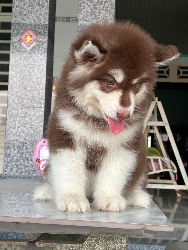 Chó Alaska nâu đỏ 2 tháng tuổi