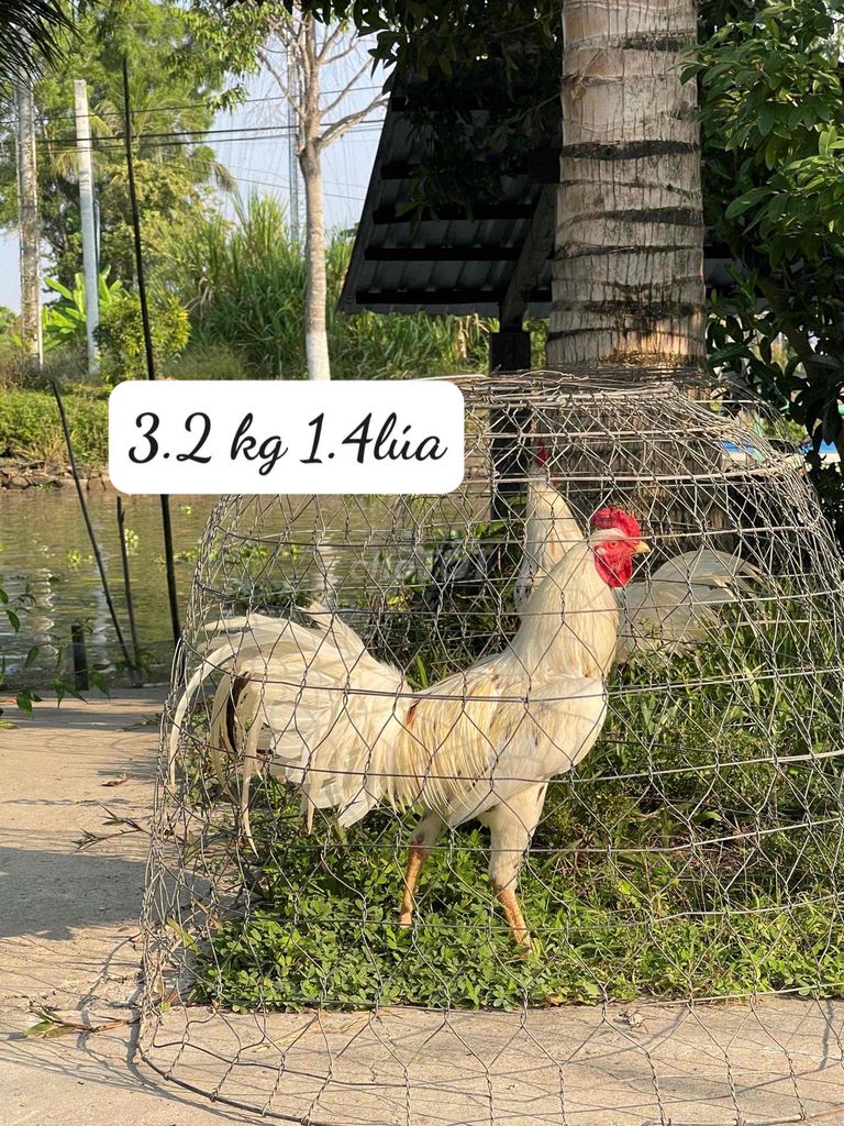 cần gà liên hệ giá vừa chơi. Mua bán Gà tại Huyện Giồng Riềng Kiên Giang được đăng bởi Hoàng Sơn hình 1