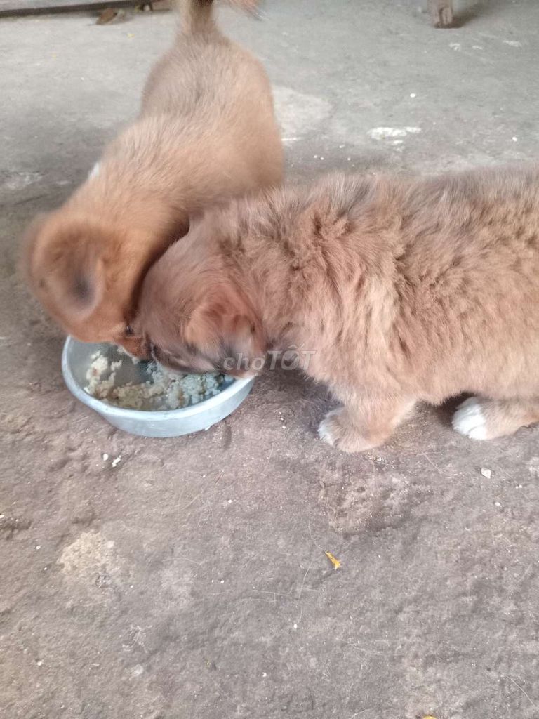 Cần bán cặp chó cái nhật lông xù. Mua bán Chó tại Huyện Định Quán Đồng Nai được đăng bởi Thành Tâm hình 1