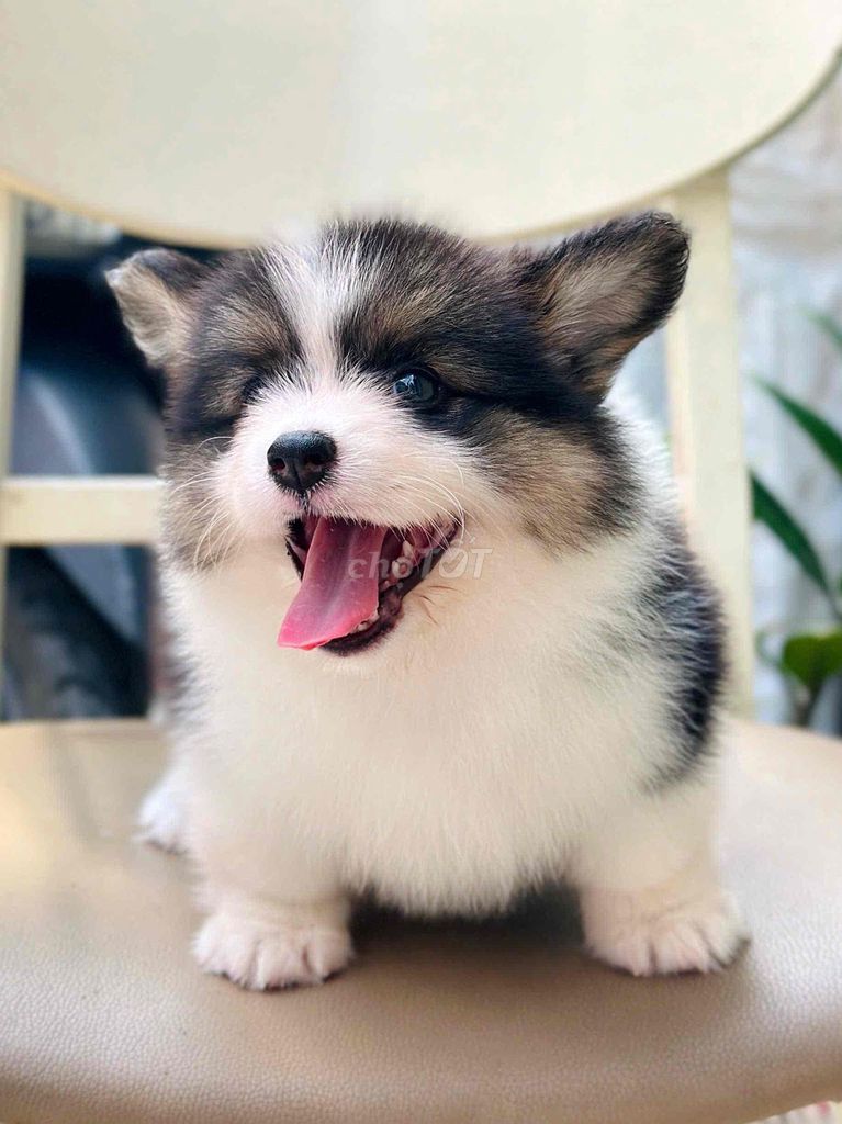 💥💥CORGI LÔNG DÀI - Thuần chủng - Mặt đẹp ✅. Mua bán Chó tại Quận 7 Tp Hồ Chí Minh được đăng bởi Lộc hình 1