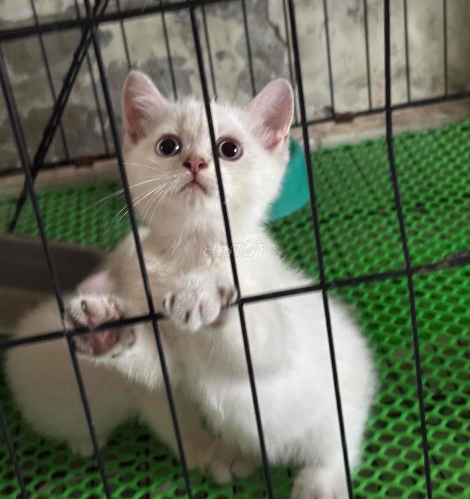 Mèo con Trắng Đực Chân dài. Mua bán Mèo tại Quận Cái Răng Cần Thơ được đăng bởi Vân hình 1