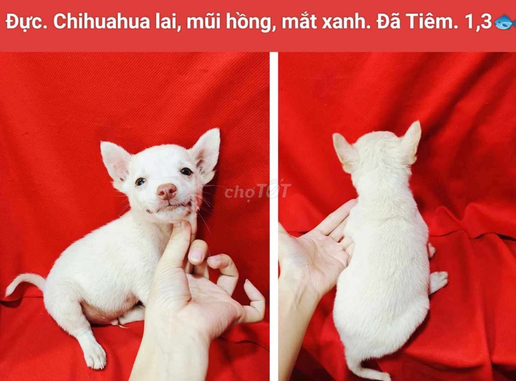 Corgi lai, chihuahua lai. Mua bán Chó tại Quận 12 Tp Hồ Chí Minh được đăng bởi Thanh hình 5