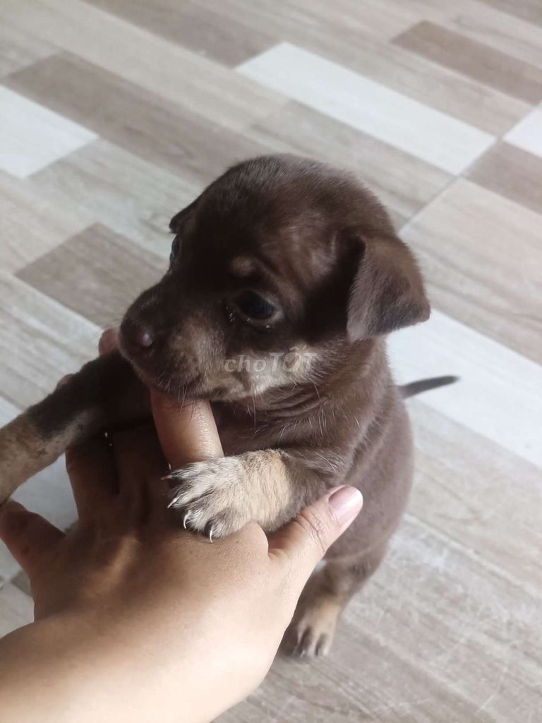chó nâu chân lùn. Mua bán Chó tại Quận Ninh Kiều Cần Thơ được đăng bởi bảo hình 1