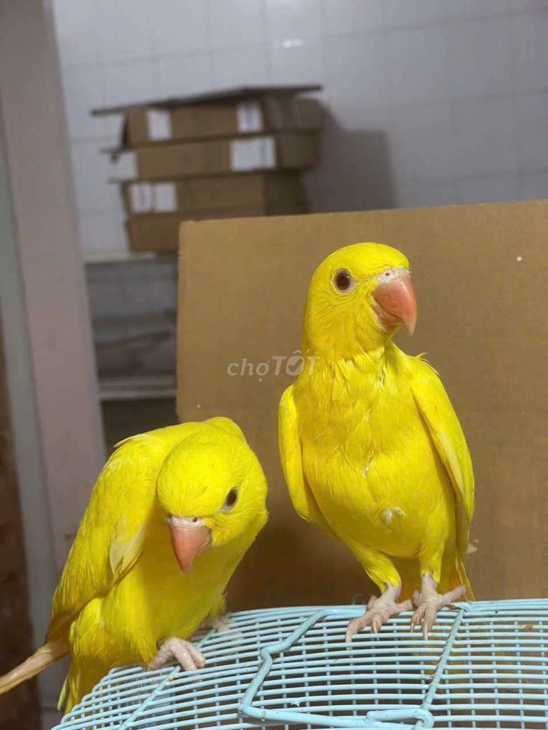 chim ringneck. Mua bán Chim tại Quận Cầu Giấy Hà Nội được đăng bởi Shop chim vẹt  hình 1