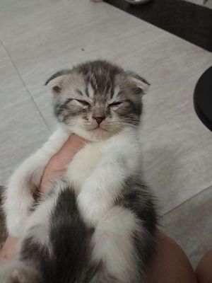 Mèo anh lông ngắn tai cụp