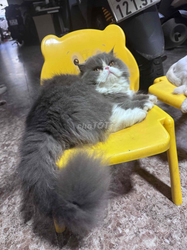 tìm nhà cho mèo lùn lông dài. Mua bán Mèo tại Quận Bình Tân Tp Hồ Chí Minh được đăng bởi Em Mi hình 5