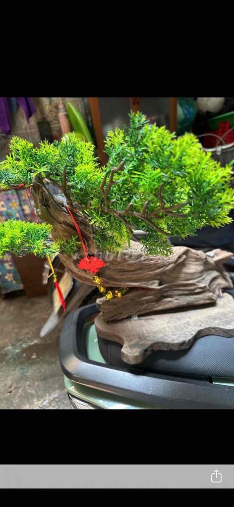 Cây cảnh trang trí. Mua bán Cây cảnh, đồ trang trí tại Quận Đống Đa Hà Nội được đăng bởi Su su  hình 1
