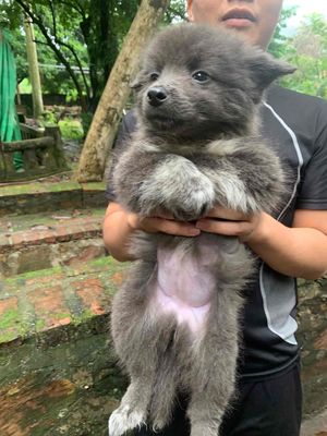 Chó Xù Bắc Hà. Mua bán Chó tại Huyện Sóc Sơn Hà Nội được đăng bởi Nguyễn Văn Đức