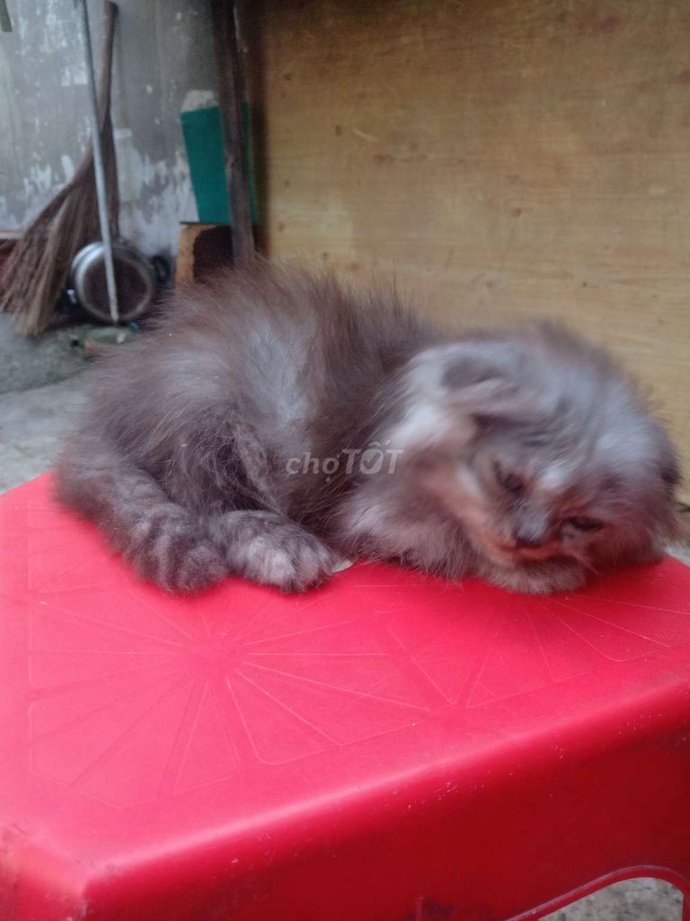 Mèo anh lông ngắn màu xám. Mua bán Mèo tại Quận 12 Tp Hồ Chí Minh được đăng bởi DDi C'cy hình 2
