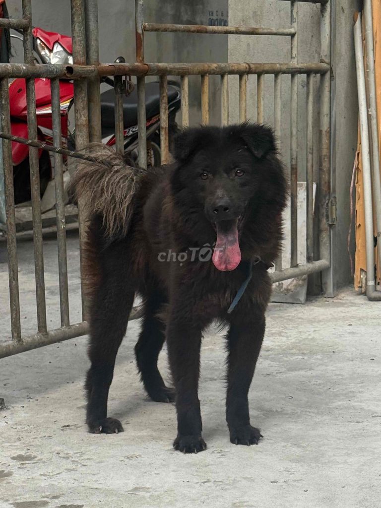 Chó Mông Cộc cái 2 năm tuổi. Mua bán Chó tại Huyện Gia Lâm Hà Nội được đăng bởi Phạm Trung Anh hình 1