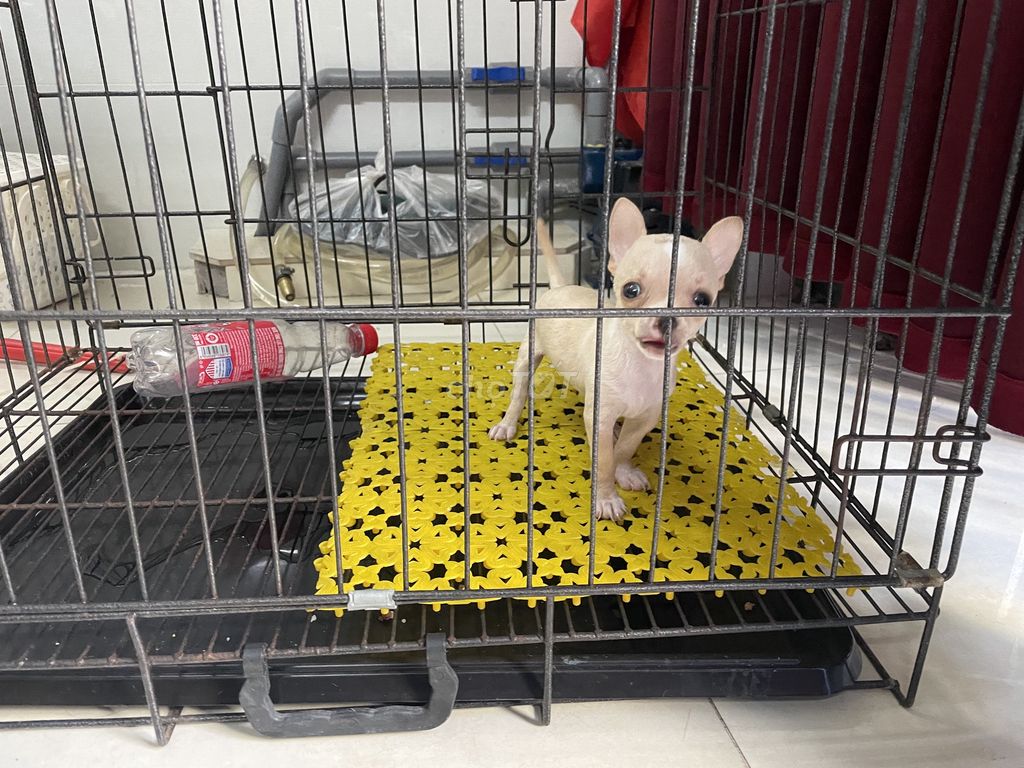 Chihuahu kem đực. Mua bán Chó tại Quận Gò Vấp Tp Hồ Chí Minh được đăng bởi Biên Nguyên hình 2