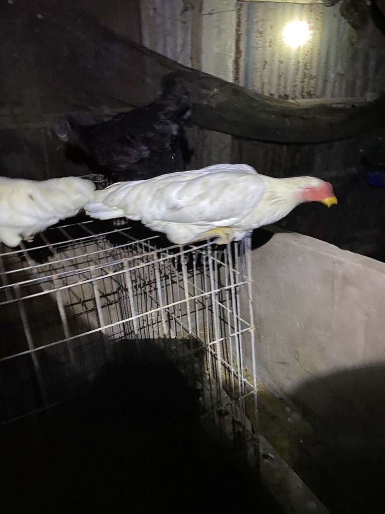 Gà tre Úa mái. Mua bán Gà tại Huyện Gò Công Tây Tiền Giang được đăng bởi Minh Tỷ hình 1