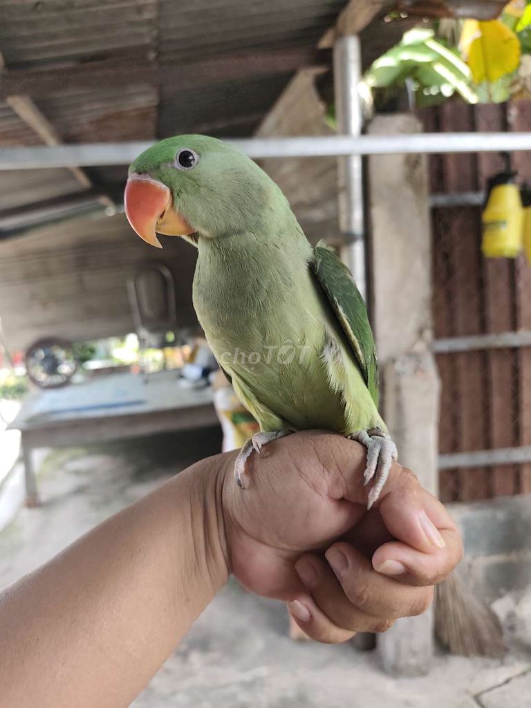 Chim cảnh Xanh lá 2 tháng. Mua bán Chim tại Huyện Hóc Môn Tp Hồ Chí Minh được đăng bởi Hiển Lê hình 1