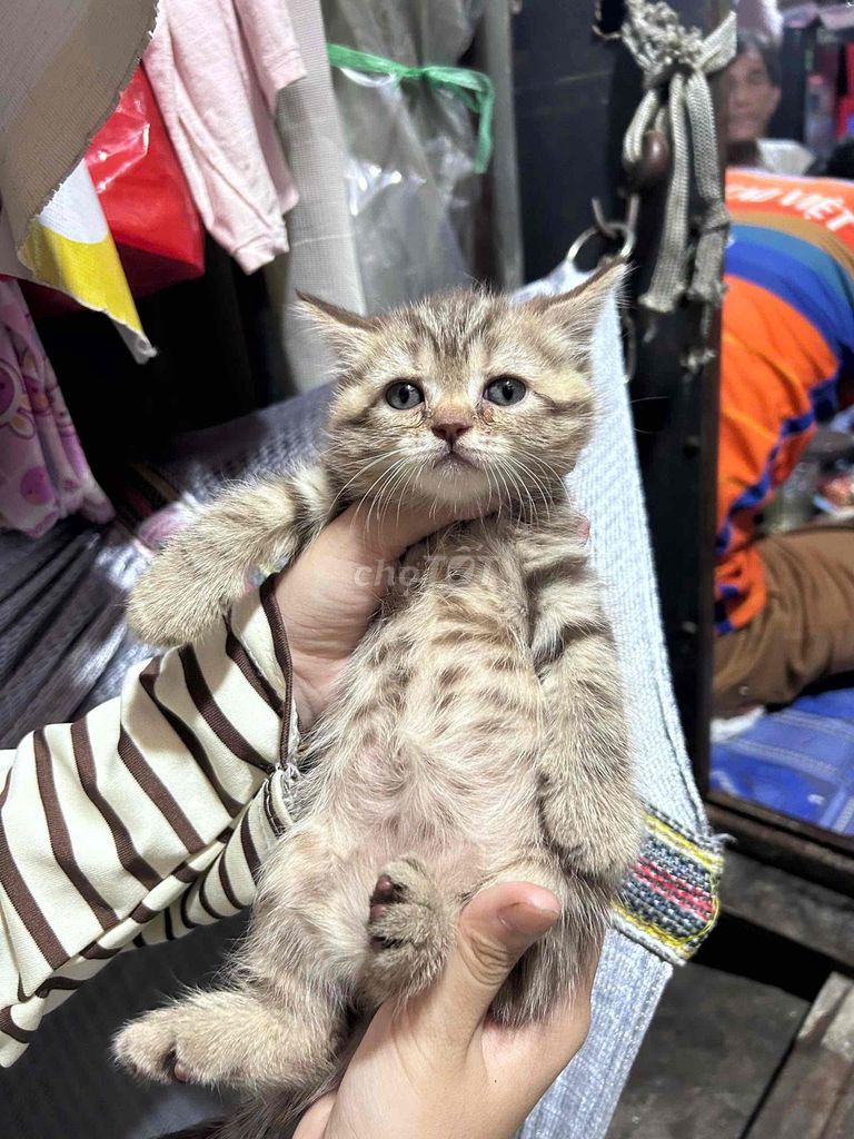 Mèo Anh lông ngắn cái 2 tháng tuổi. Mua bán Mèo tại Huyện Bến Lức Long An được đăng bởi Trang Bảo hình 1