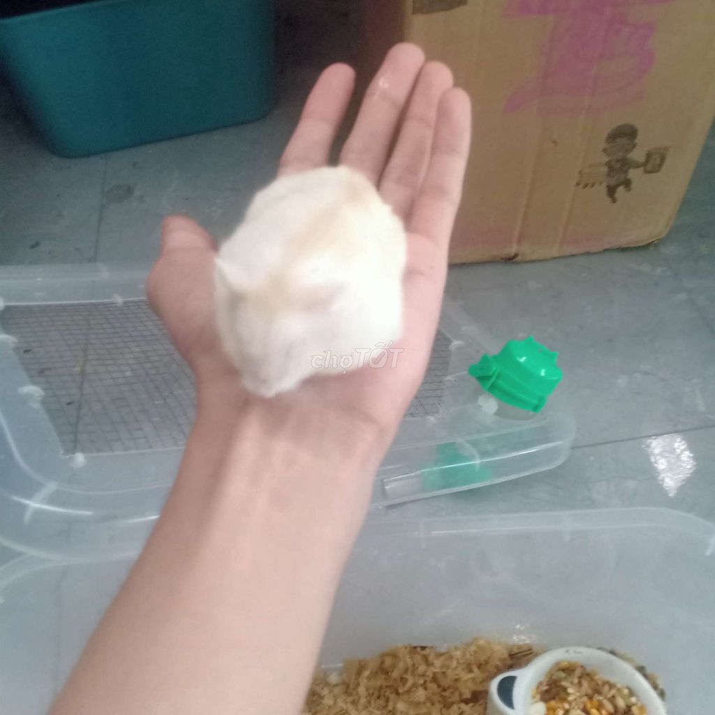 Chuột Hamster winter. Mua bán Thú cưng khác tại Huyện An Biên Kiên Giang được đăng bởi Trúc Anh hình 1