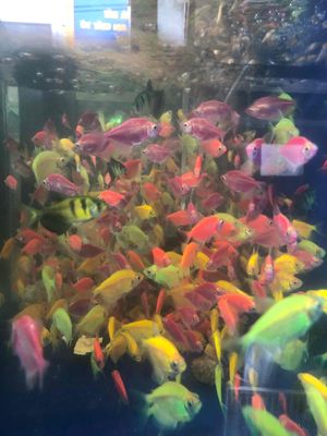 Cá Cánh Buồm Dạ Quang-100 con cá đủ màu