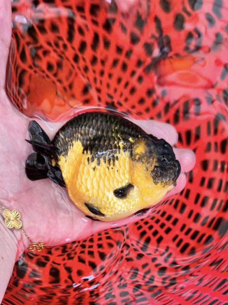 Cá vàng oranda ranchu 150.000-600.000 ở Hóc Môn