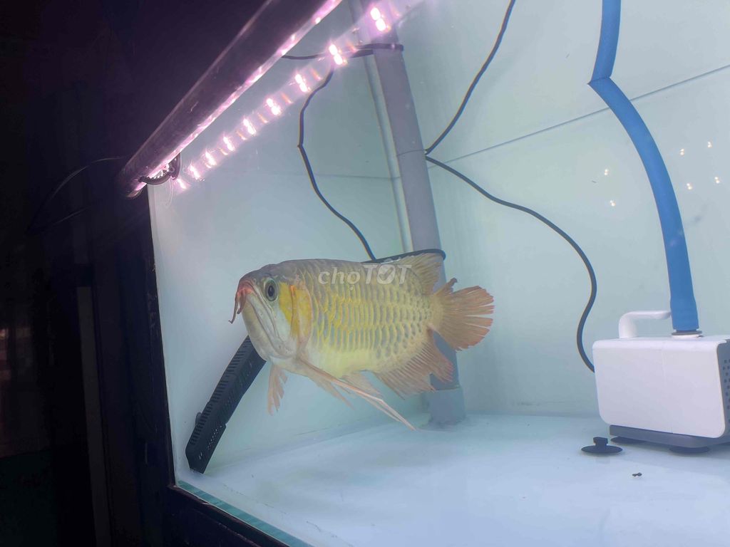 thanh lý bé huyết long u4x. Mua bán Thú cưng khác tại Quận Bình Thạnh Tp Hồ Chí Minh được đăng bởi Hoàng Phúc hình 1