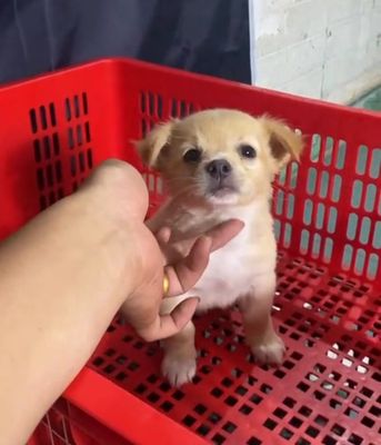 Chó Chihuahua Lai Phốc Sóc Màu Kem cần tìm chủ mới