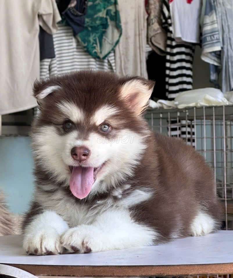 Chó Alaska thuần chủng đực cái 2 tháng. Mua bán Chó tại Quận 7 Tp Hồ Chí Minh được đăng bởi Linh Phạm hình 1