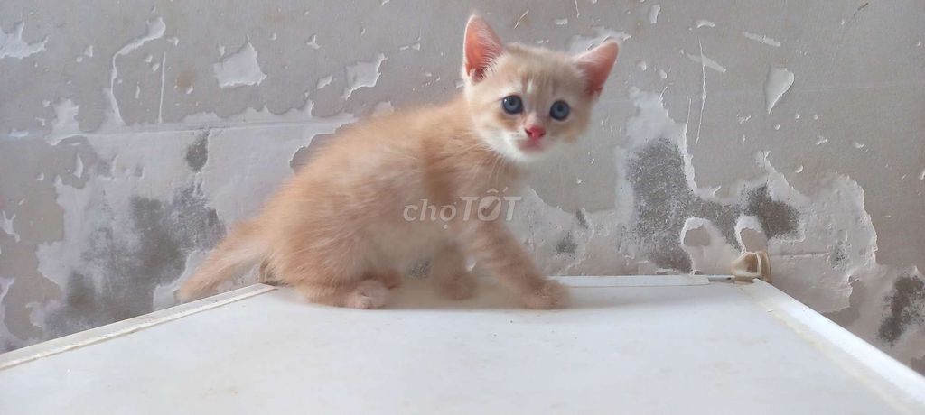 Bé đực aln