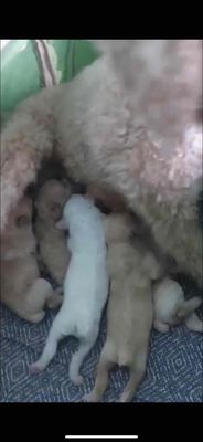 chó poodle thuần chủng. Mua bán Chó tại Huyện Bình Chánh Tp Hồ Chí Minh được đăng bởi Phạm Thị Kim Tuyến