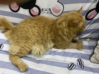 Bán mèo Mainecoon Đực Màu Vàng 10kg