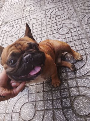 Chó Bull đực cần phối giống. Mua bán Chó tại Quận Ngũ Hành Sơn Đà Nẵng được đăng bởi Kevin Trung Kien Le