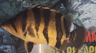 Cá Hổ Sumatra. Mua bán Thú cưng khác tại Huyện Quế Võ Bắc Ninh được đăng bởi Phạm Cao Kỳ