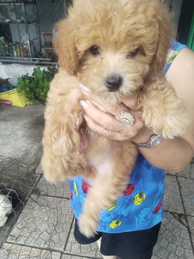 Chó Poodle Đực Cái Nâu Vàng Trắng. Mua bán Chó tại Thành phố Vĩnh Long Vĩnh Long được đăng bởi Tran thanh sang hình 1