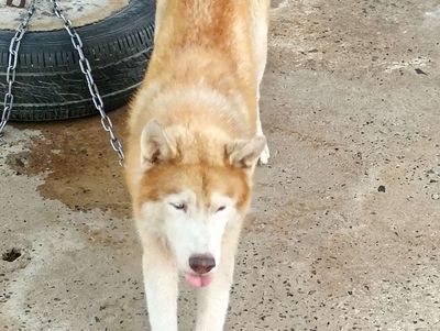 Chó Husky Vàng trắng Đực Lông lá bóng dợn