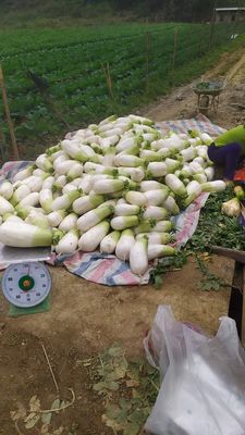 Tìm đầu ra cho củ cải hàn quốc,rau su su. Mua bán Đồ ăn, thực phẩm và các loại khác tại Huyện Tân Lạc Hòa Bình được đăng bởi Bùi Văn Cường