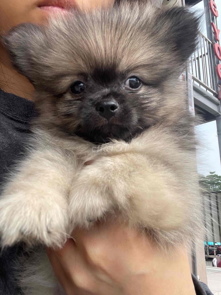 Chó Phốc sóc đực 55 ngày tuổi. Mua bán Chó tại Quận Long Biên Hà Nội được đăng bởi Bết hình 1