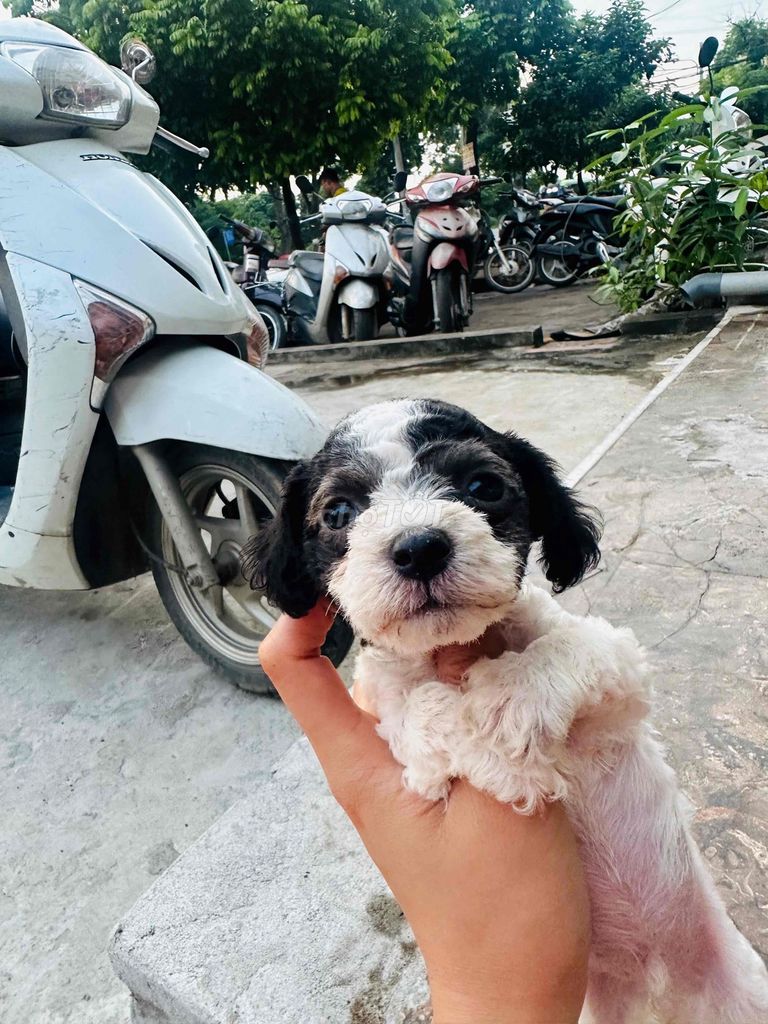 Cần tìm chủ cho bé bò sữa xám đực. Mua bán Chó tại Huyện Đông Anh Hà Nội được đăng bởi Hồng Nhung hình 1