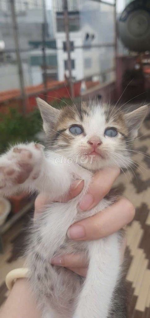 Mèo nhà  tam thể . Mua bán Mèo tại Quận Hà Đông Hà Nội được đăng bởi Huyền Bùi hình 1