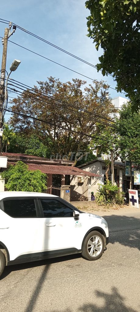 Cây Vú Sữa trên 20 năm. Mua bán Cây cảnh, đồ trang trí tại Thành phố Huế Thừa Thiên Huế được đăng bởi Nguyễn ngọc Diệm hình 1