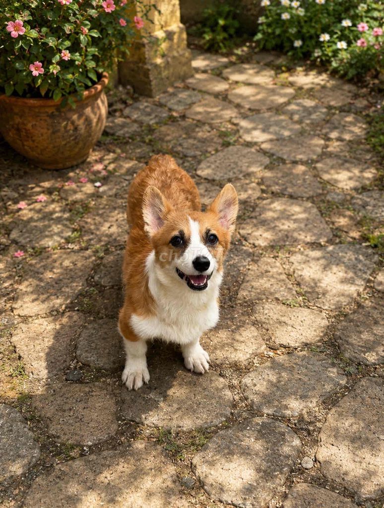 Chó Corgi Cái Nâu trắng Đã tiêm 2 mũi. Mua bán Chó tại Quận Bắc Từ Liêm Hà Nội được đăng bởi Vương duy Tú hình 1